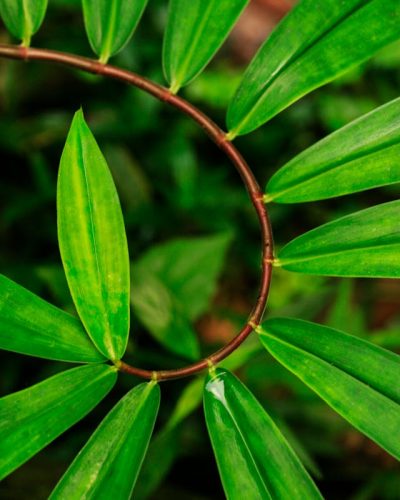 pexels-zoltan-nemes-nagy-258247-790452